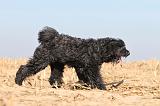 BOUVIER DES FLANDRES 160